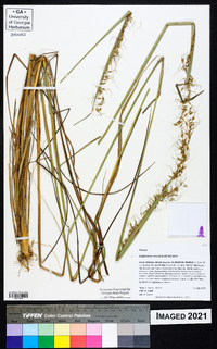 Sorghastrum secundum image