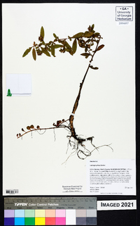 Ludwigia pilosa image