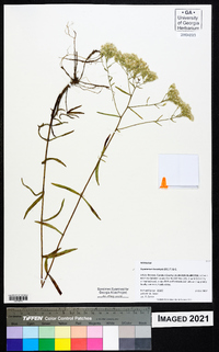 Eupatorium leucolepis image