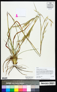 Andropogon virginicus virginicus image