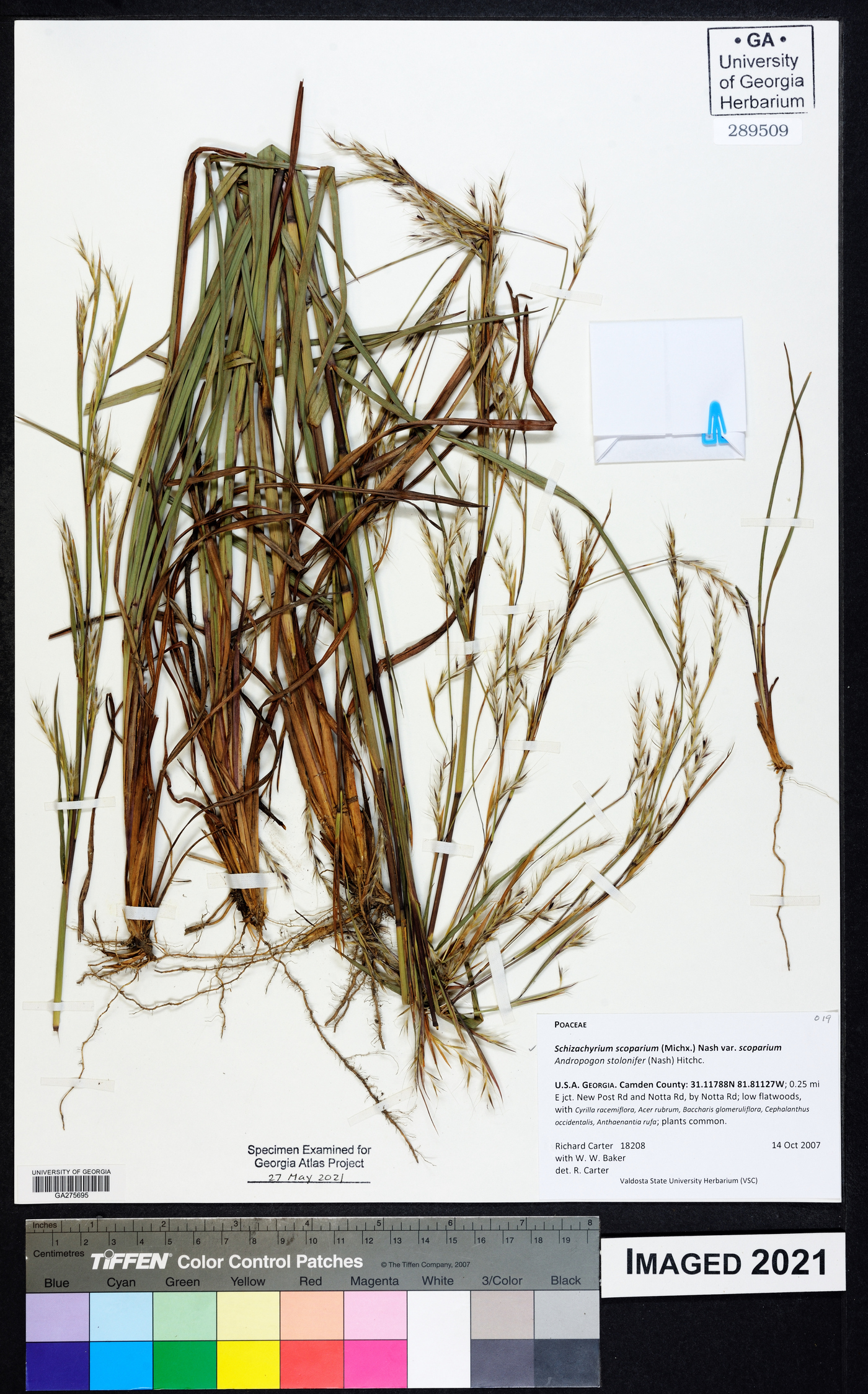 Schizachyrium scoparium scoparium image