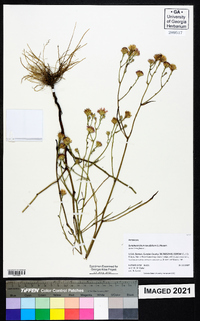 Symphyotrichum tenuifolium image