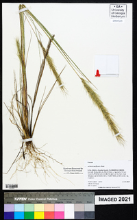 Aristida spiciformis image