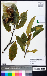 Castanea mollissima image