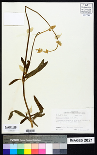 Froelichia floridana image