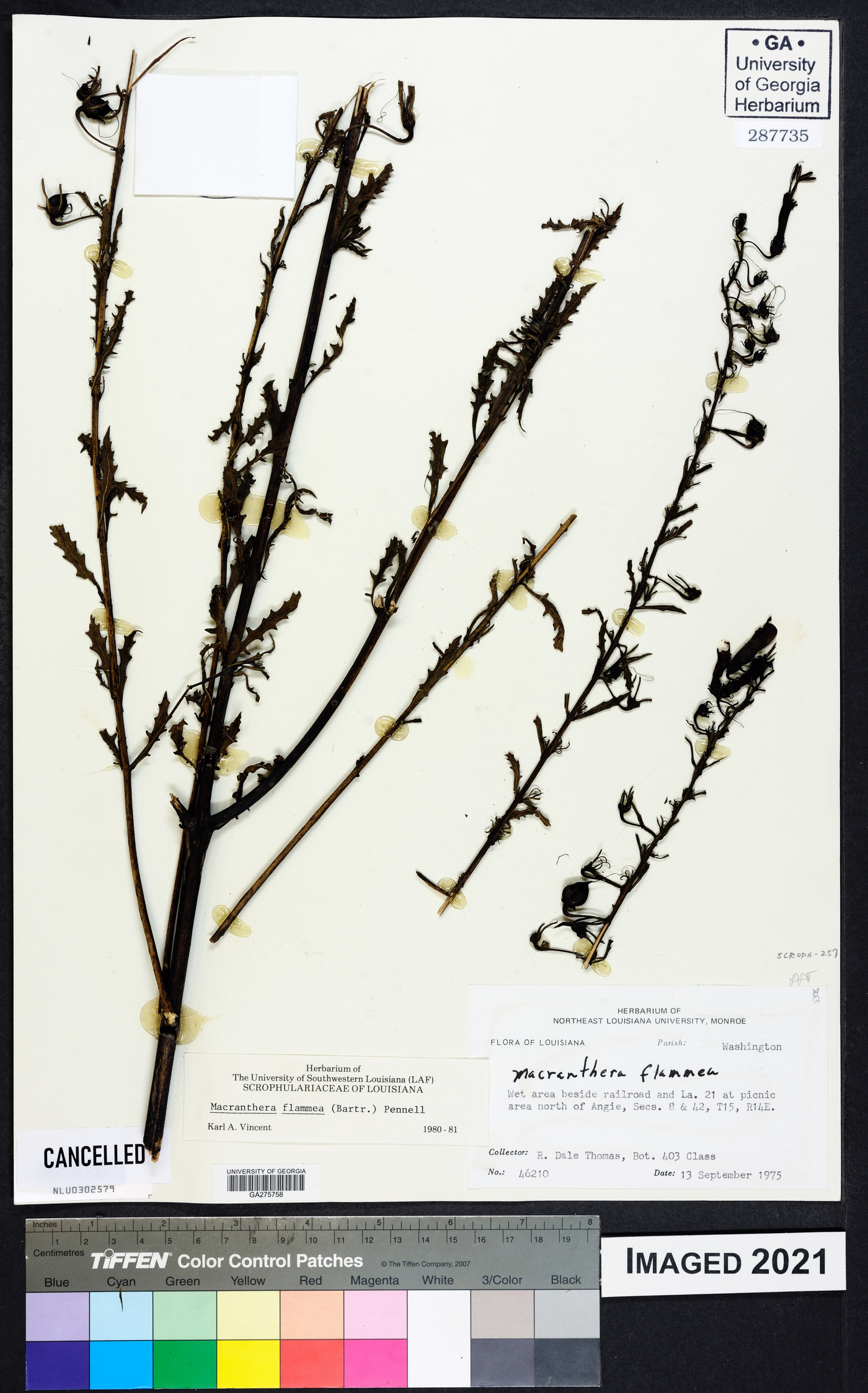 Macranthera image