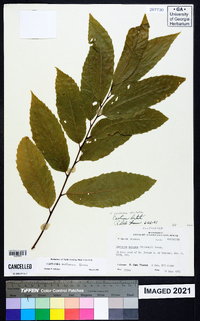 Castanea dentata image