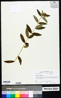 Gentiana saponaria image