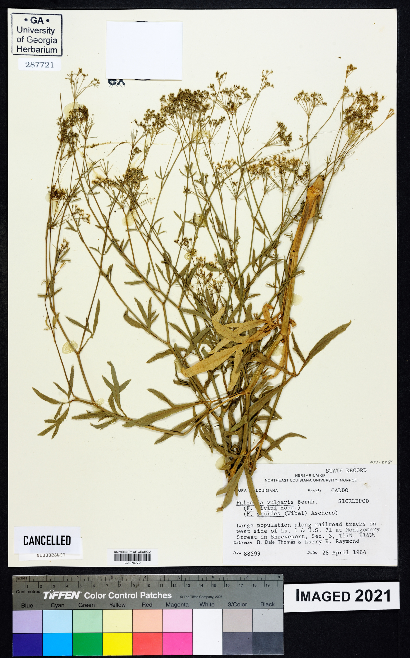 Falcaria vulgaris image