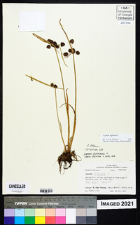 Cyperus difformis image