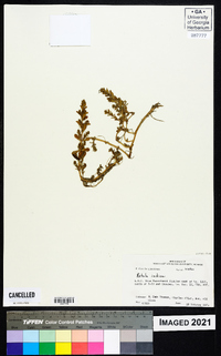 Rotala indica image