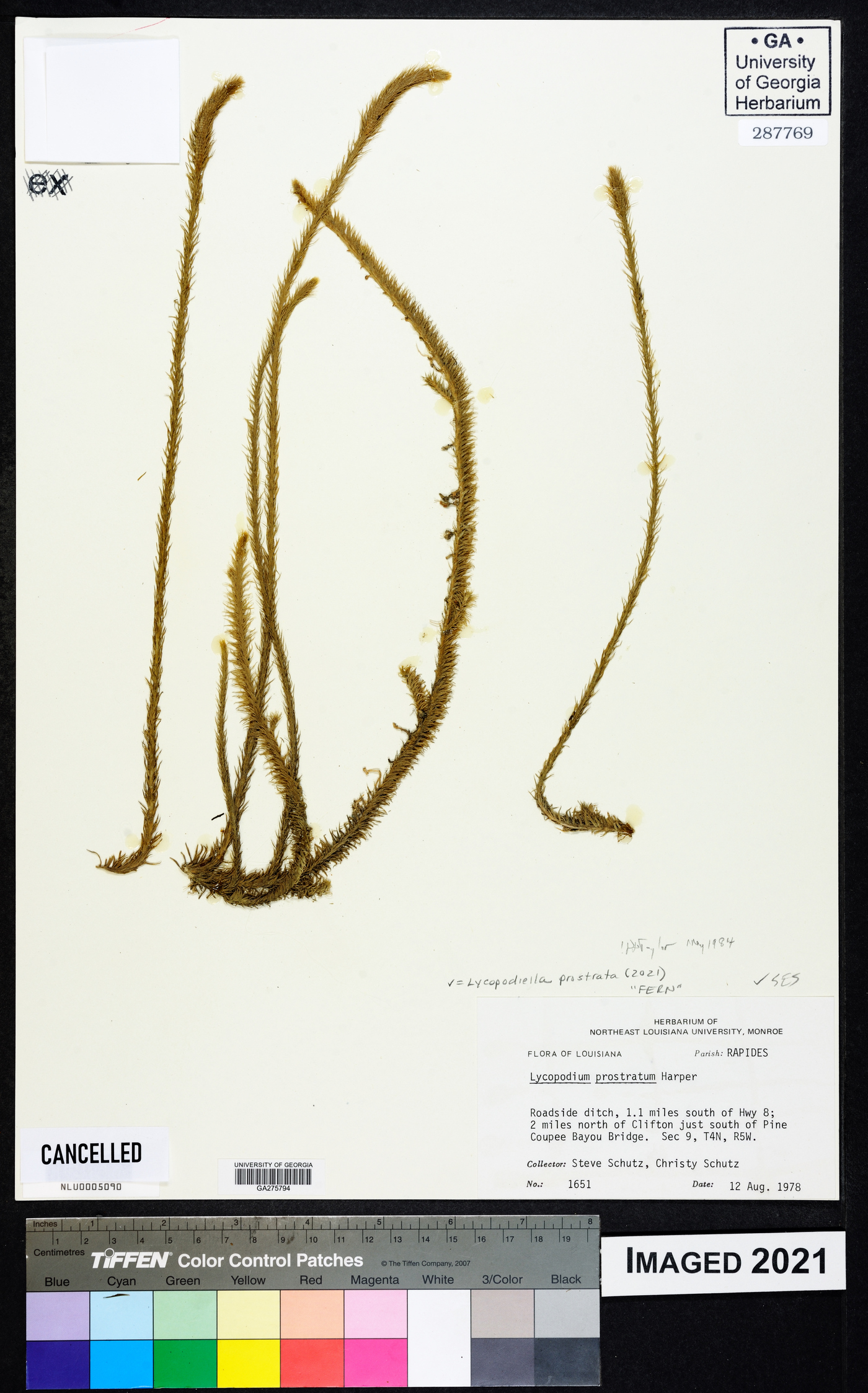 Lycopodiella prostrata image