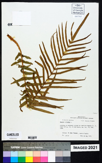 Pteris vittata image