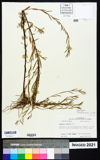 Ludwigia linearis image