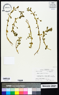 Bacopa monnieri image