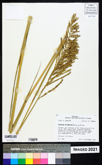 Paspalum intermedium image