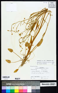 Ranunculus laxicaulis image