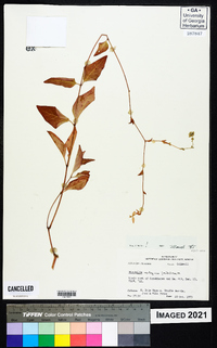 Mirabilis nyctaginea image