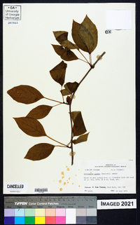 Schisandra glabra image