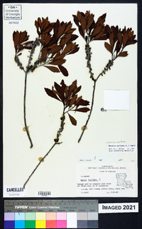 Myrica cerifera image