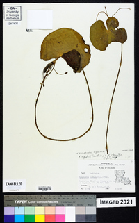 Nymphoides aquatica image