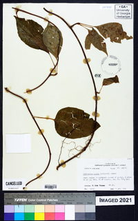 Schisandra glabra image