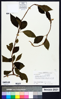 Schisandra glabra image