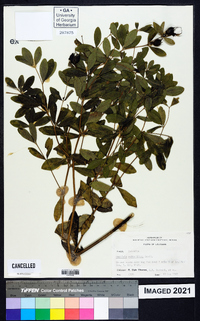 Baptisia nuttalliana image