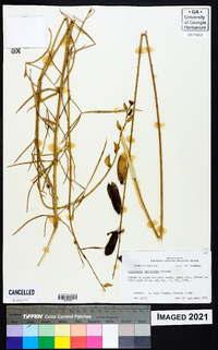 Crotalaria intermedia image