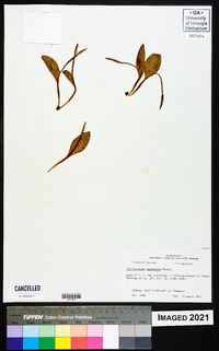 Ophioglossum engelmannii image