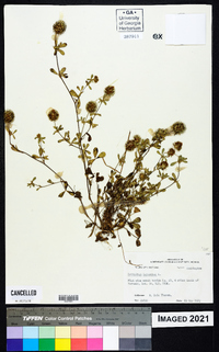 Trifolium lappaceum image