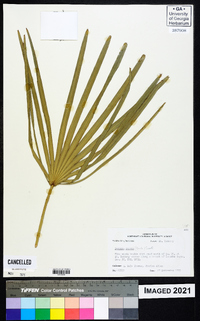 Serenoa repens image