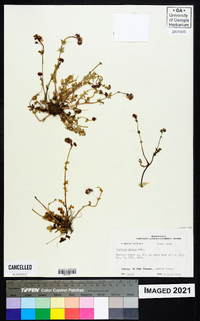 Phacelia glabra image