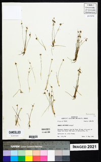 Juncus capitatus image