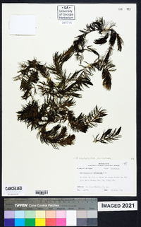 Ceratophyllum muricatum image