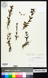 Houstonia purpurea image