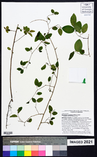 Berchemia scandens image