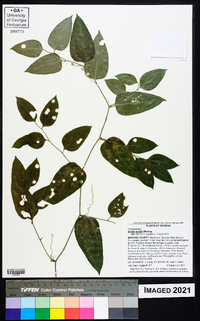 Smilax smallii image