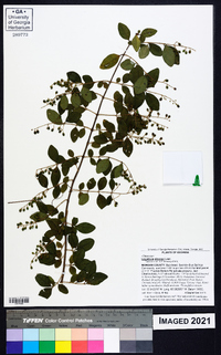 Ligustrum sinense image