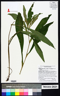 Solidago salicina image