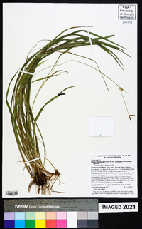 Carex laxiculmis image