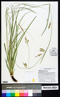 Carex cherokeensis image