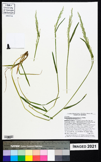 Sphenopholis pensylvanica image