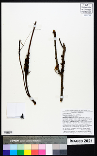 Cuscuta compacta image