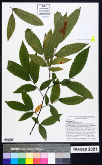 Ulmus alata image