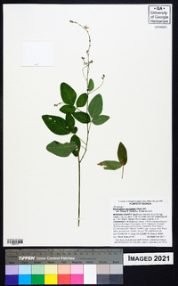 Desmodium laevigatum image