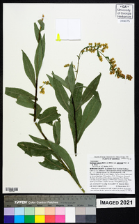 Solidago salicina image