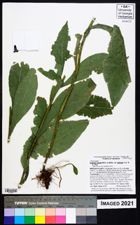 Solidago salicina image