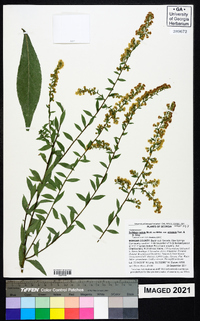 Solidago salicina image