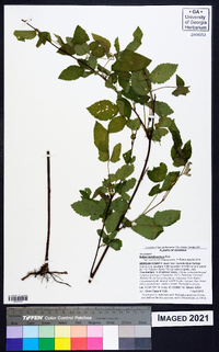 Rubus pensilvanicus image